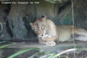 20090423 Singapore Zoo  34 of 97 